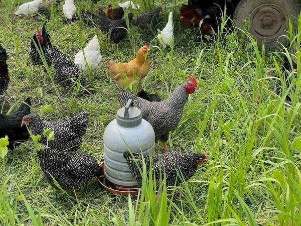A flock of chickens, including a barred rock rooster, several barred rock hens, and a buff Orpington hen, peck at the grass around a large plastic waterer. A vehicle tire is partially visible in the background.