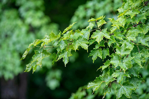 Green maple leaves on a branch, covered in small raindrops, with a blurry green background.
